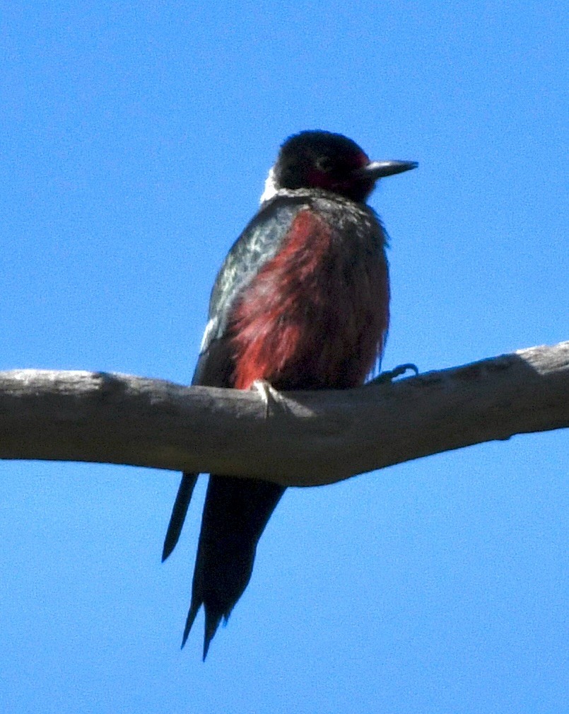 Lewis's Woodpecker - John/Linda Mendoza