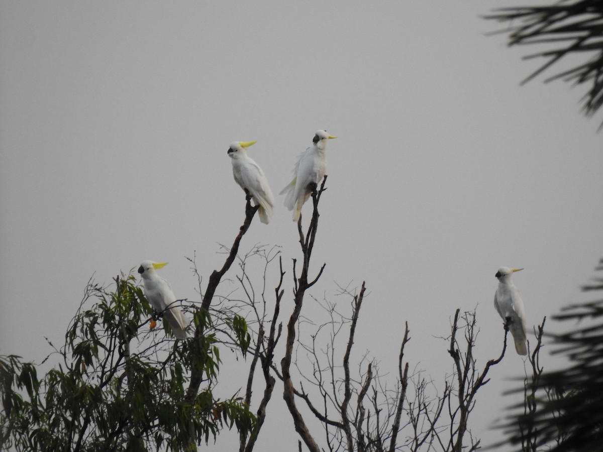 Sulphur-crested Cockatoo - Monica Mesch