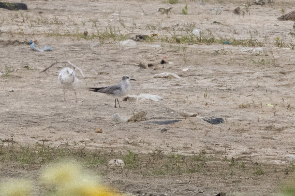 Gaviota Guanaguanare - ML618788164