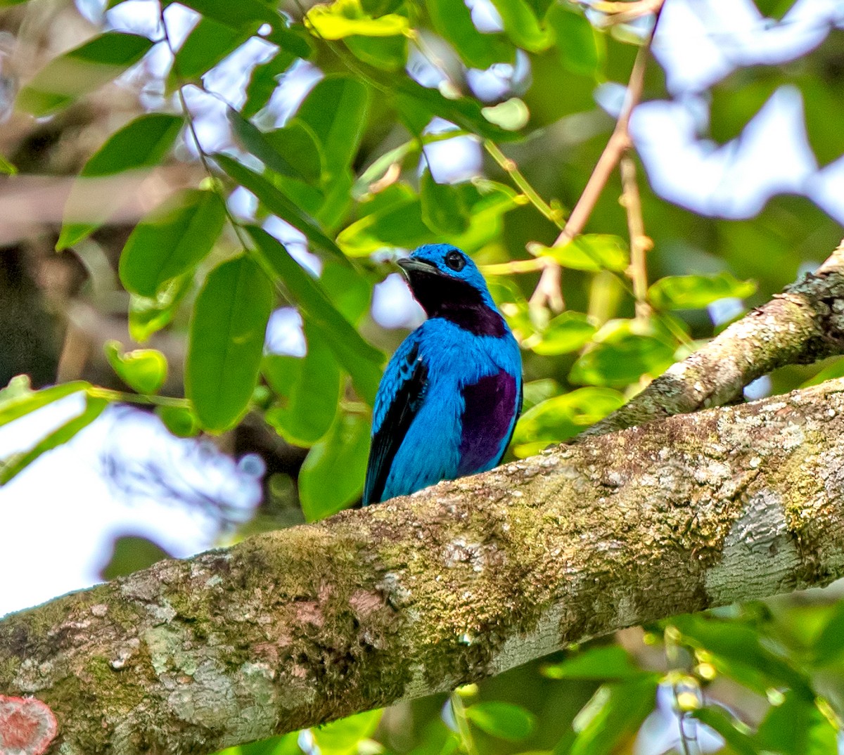 Cotinga turquoise - ML618788166