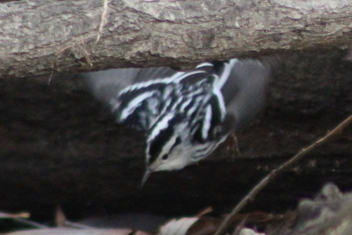 Black-and-white Warbler - Sean Cozart