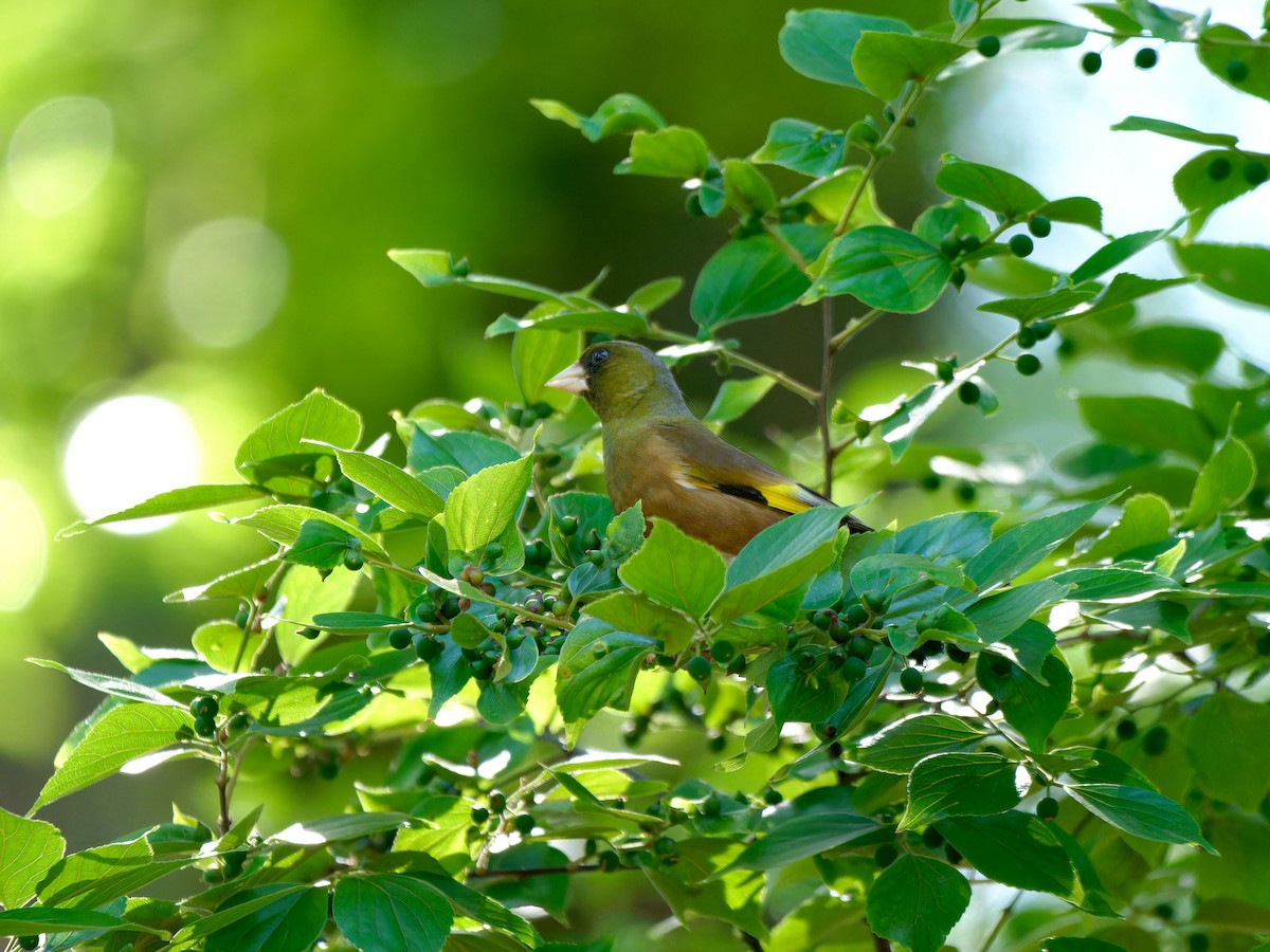 Oriental Greenfinch - ML618788172