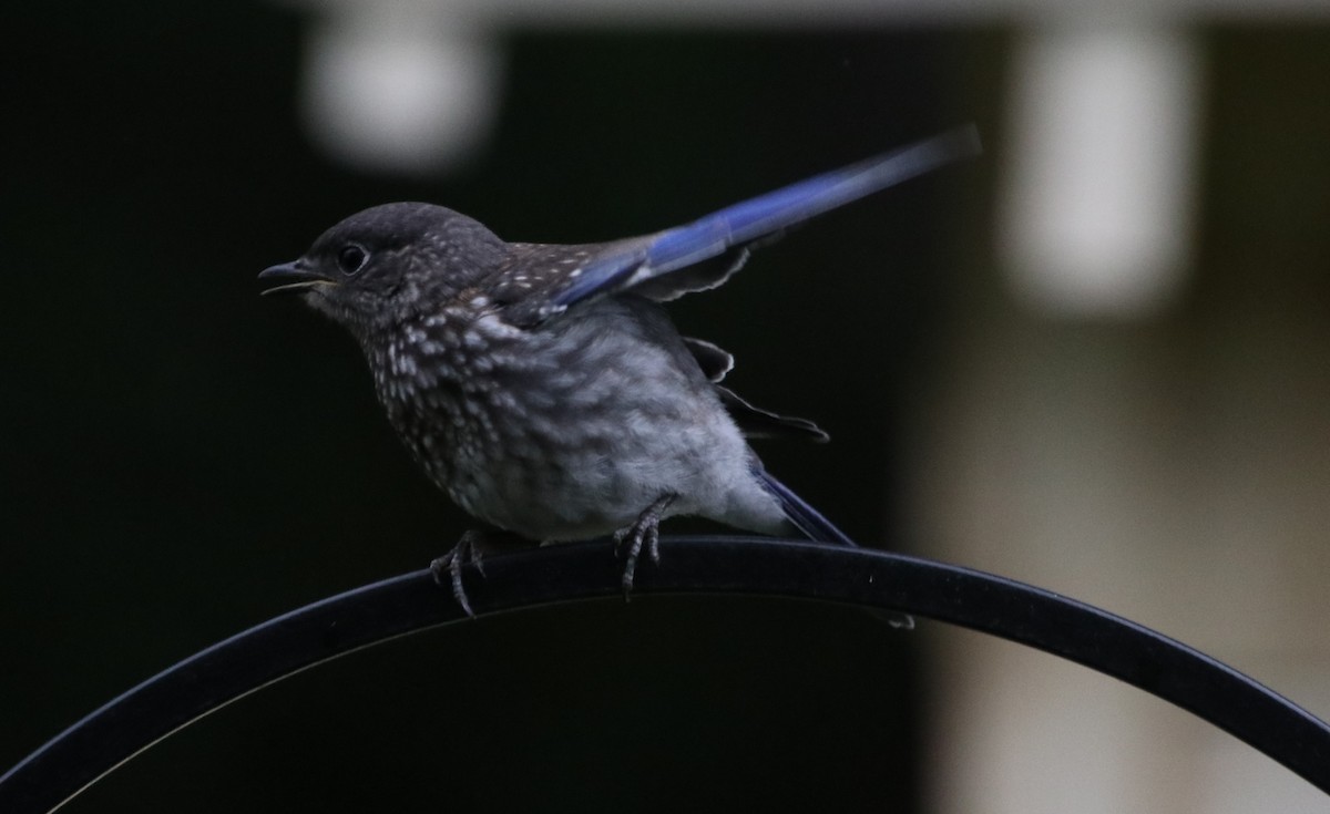 Eastern Bluebird - Betty Thomas