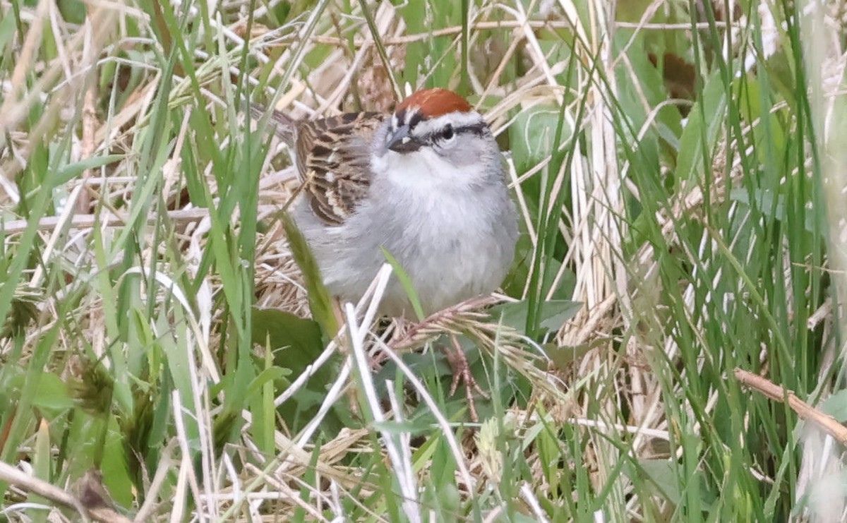 Chipping Sparrow - Mark Dennis