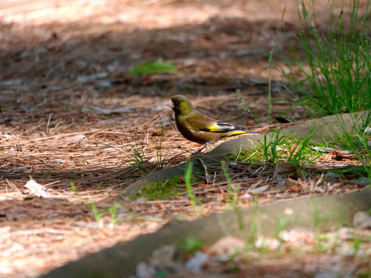 Oriental Greenfinch - ML618788183