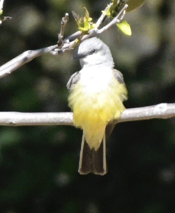 Western Kingbird - John/Linda Mendoza