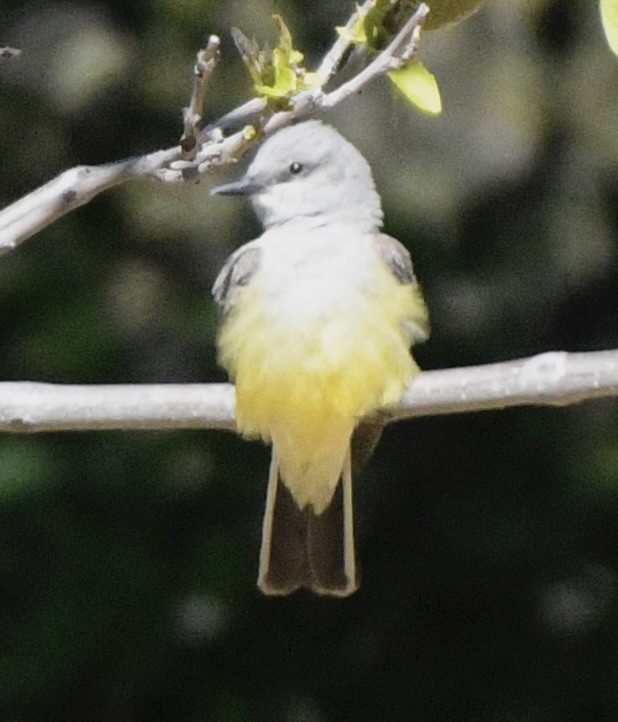 Western Kingbird - John/Linda Mendoza