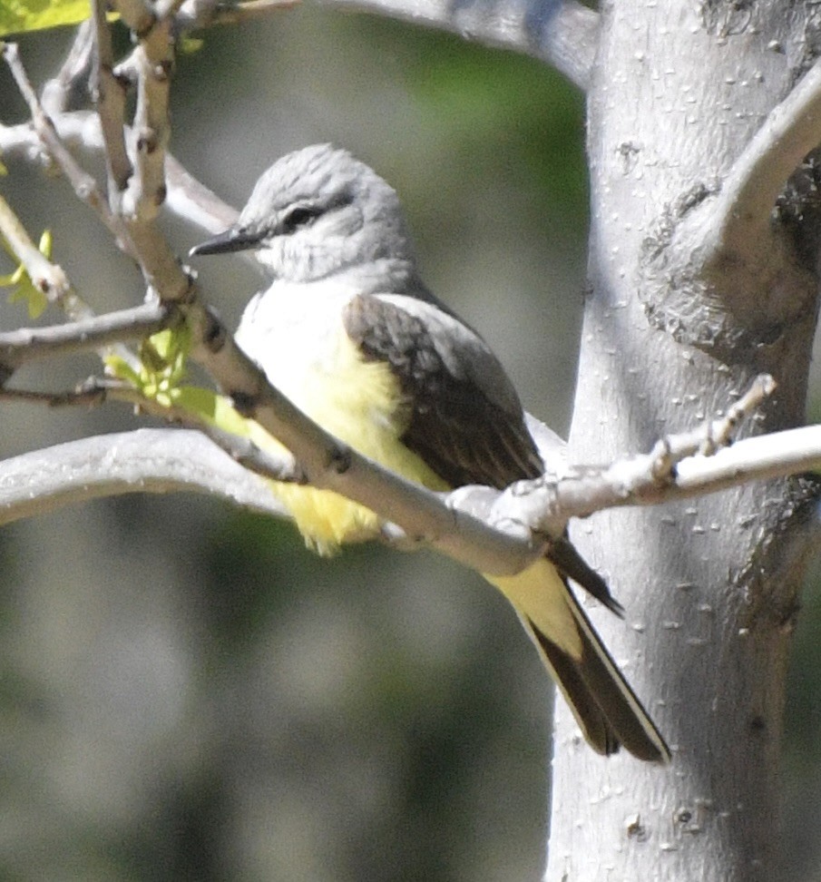 Western Kingbird - John/Linda Mendoza