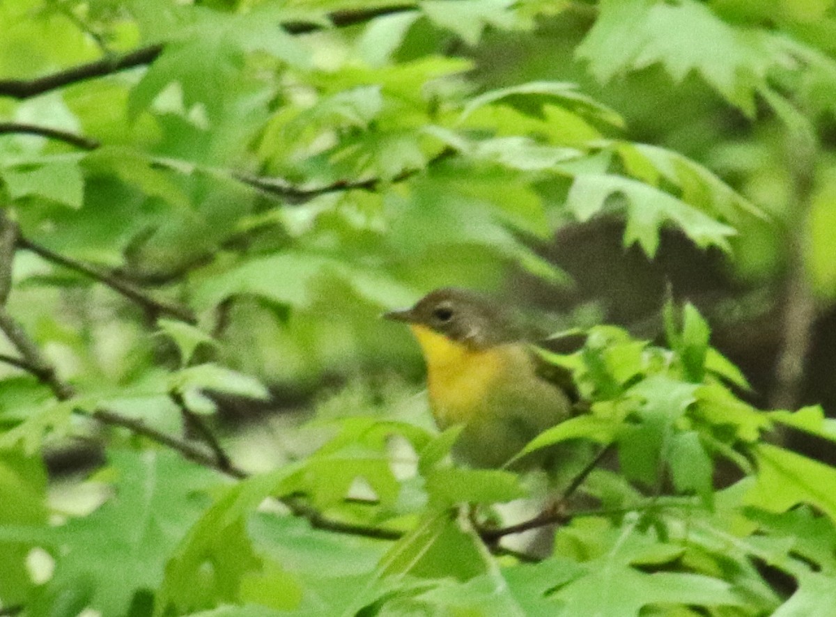 Common Yellowthroat - Tom Nolan