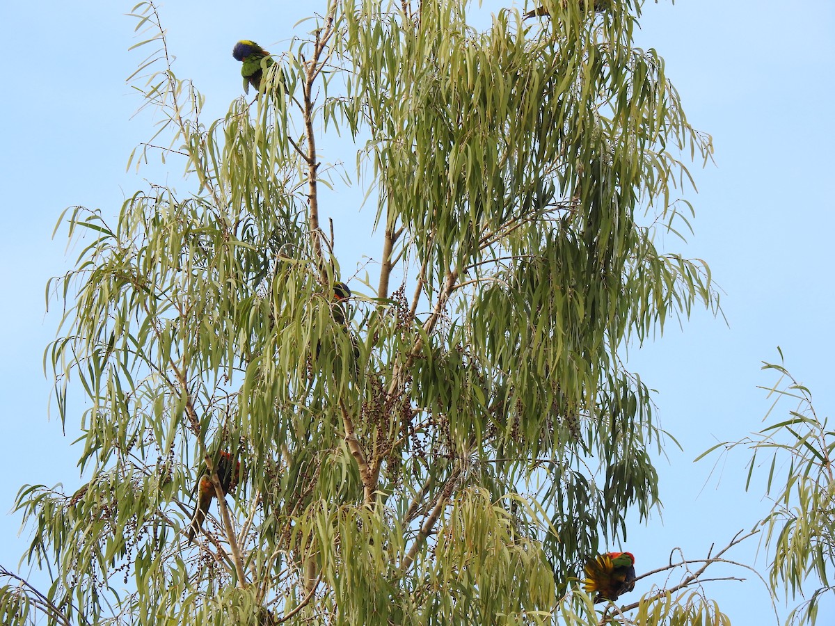 Rainbow Lorikeet - Monica Mesch