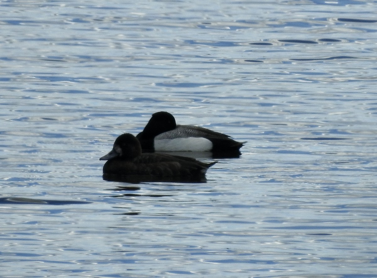 Greater/Lesser Scaup - Richard Lepage