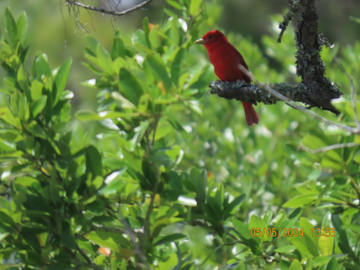 Summer Tanager - Elizabeth Anderegg