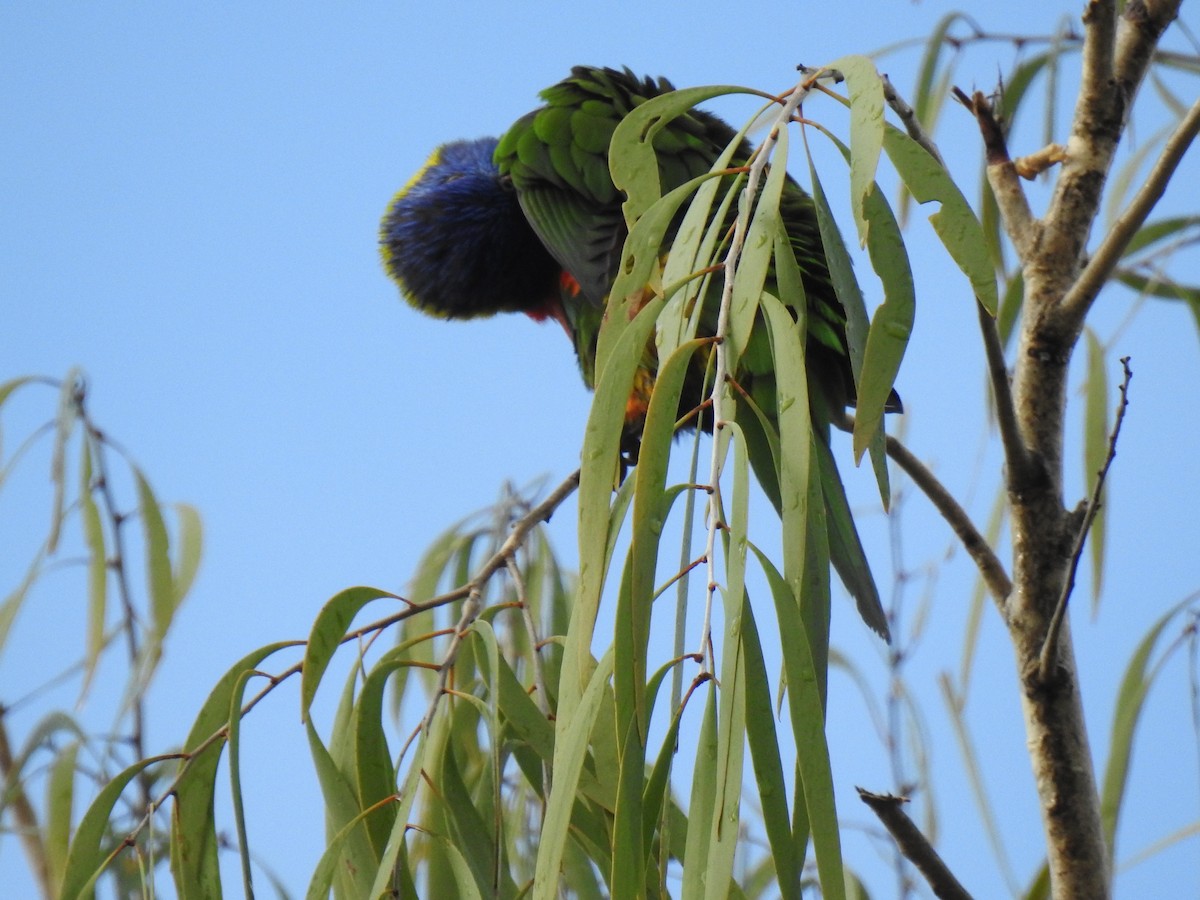 Rainbow Lorikeet - Monica Mesch