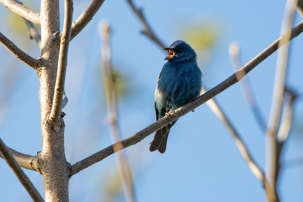 Indigo Bunting - Cameron Johnson