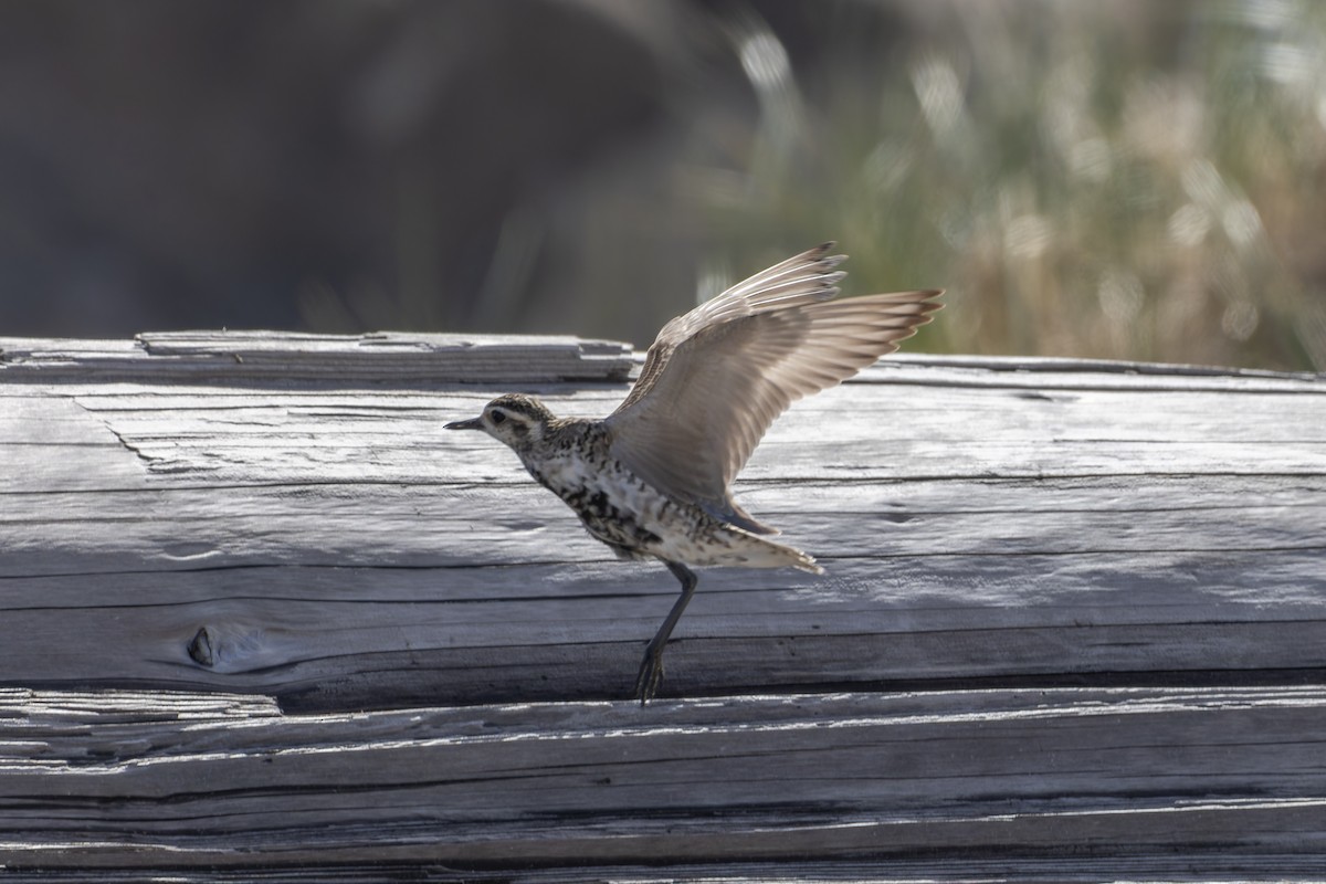 Pacific Golden-Plover - ML618788256