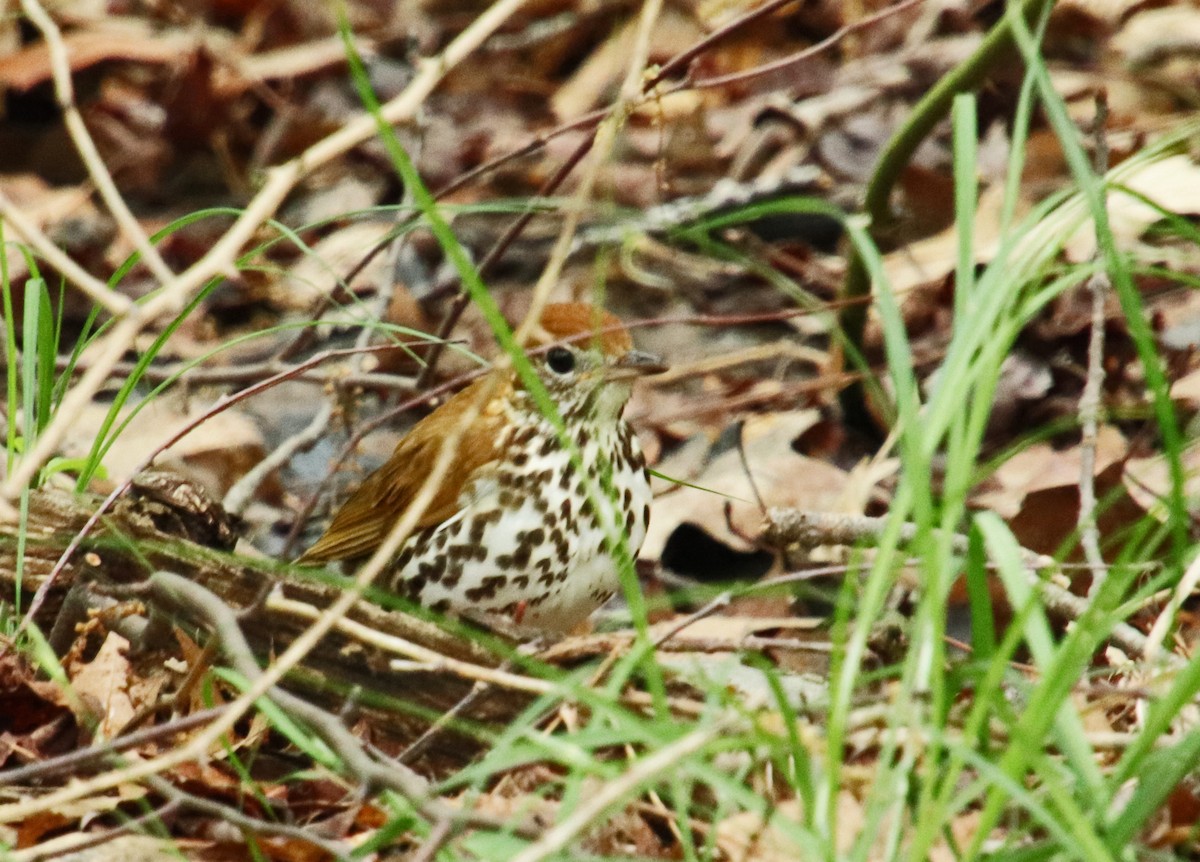 Wood Thrush - Tom Nolan