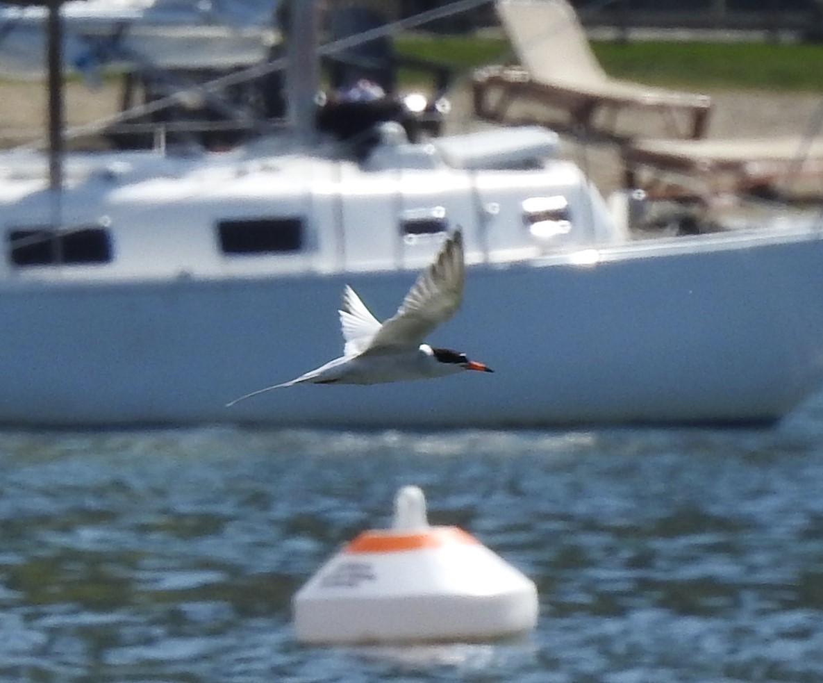 Forster's Tern - Jack VanDyk