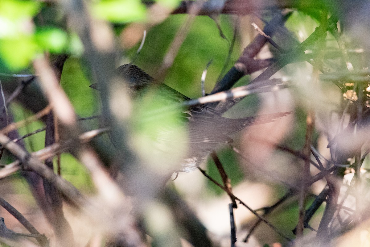 Lincoln's Sparrow - Cameron Johnson