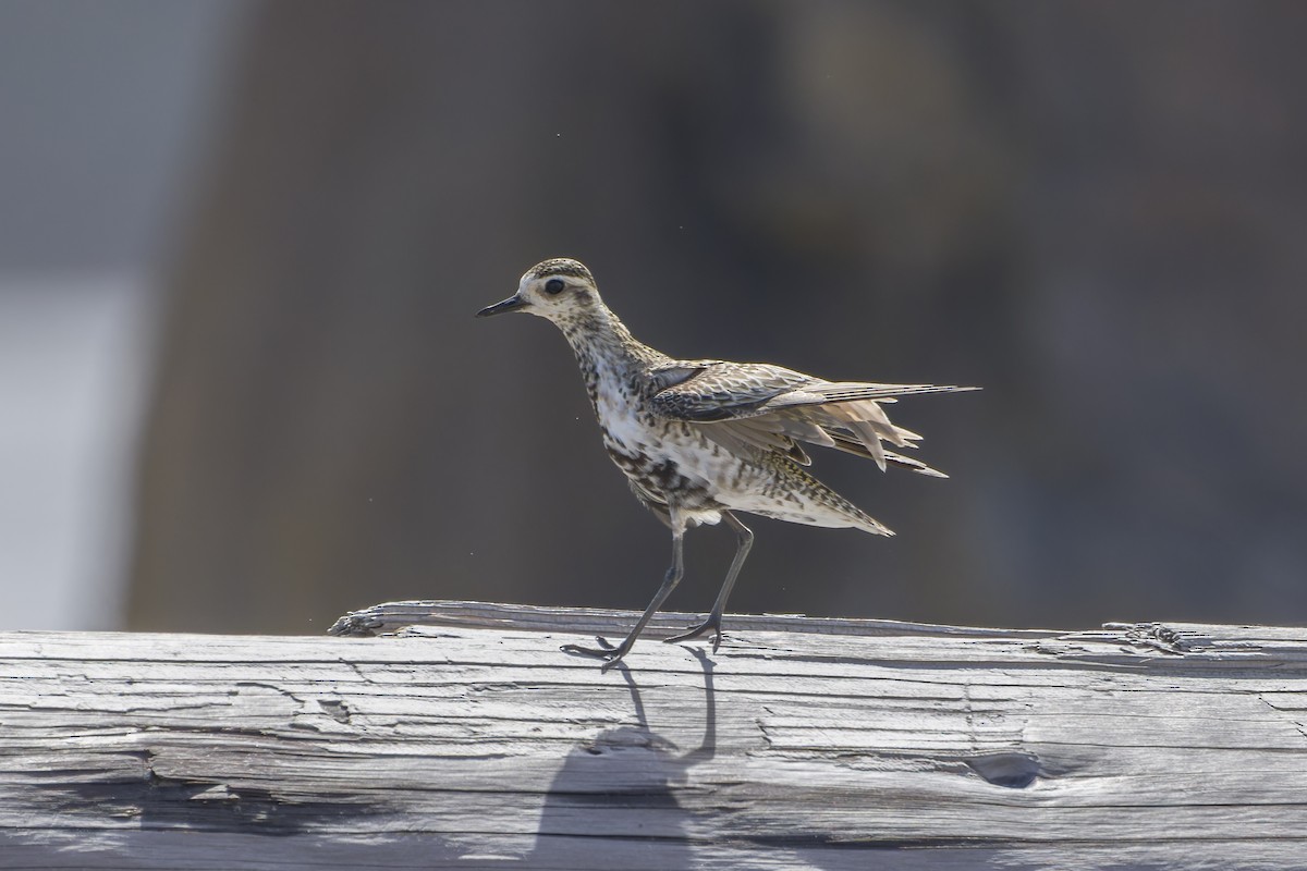 Pacific Golden-Plover - Phil Thompson