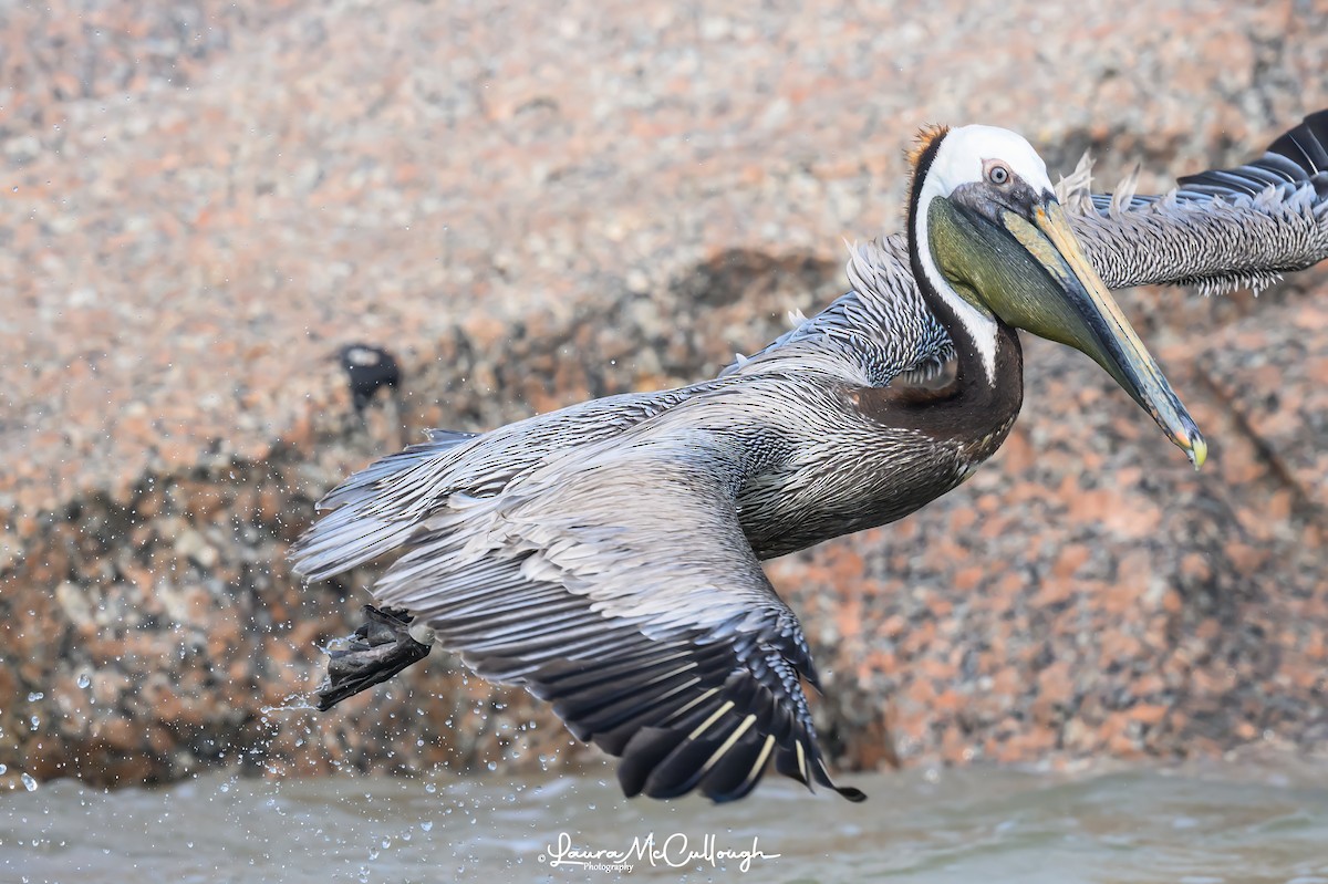 Brown Pelican - ML618788273