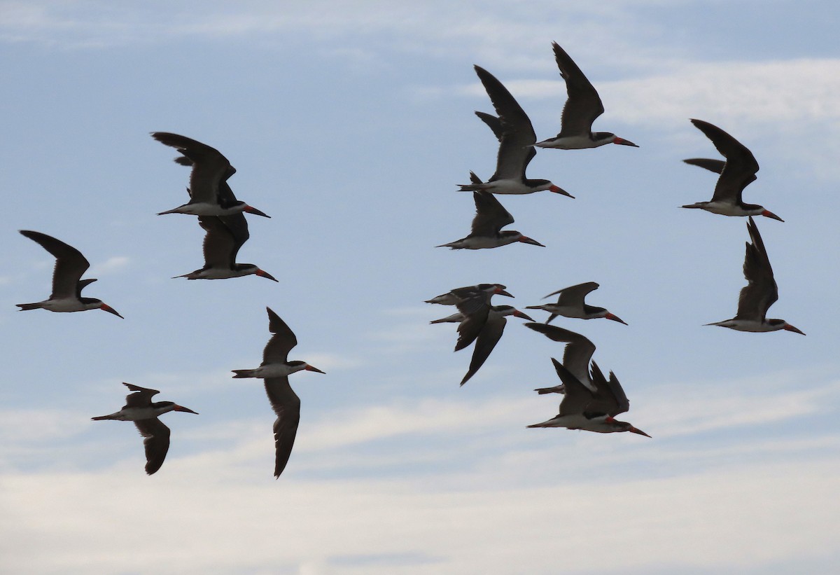 Black Skimmer - Rick Jacobsen