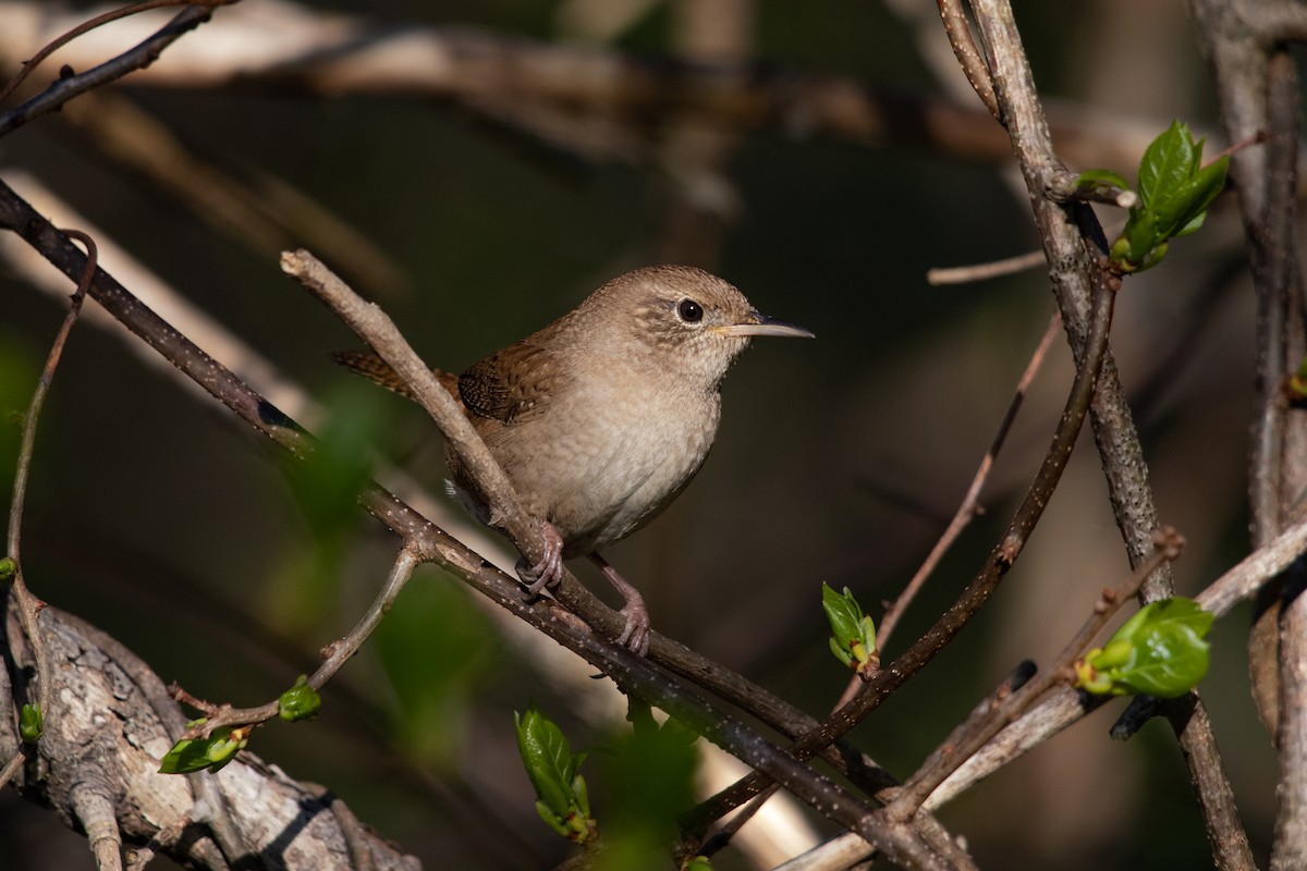 House Wren - Cameron Johnson