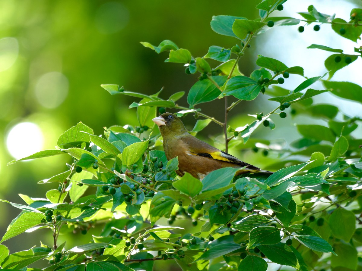 Oriental Greenfinch - ML618788278