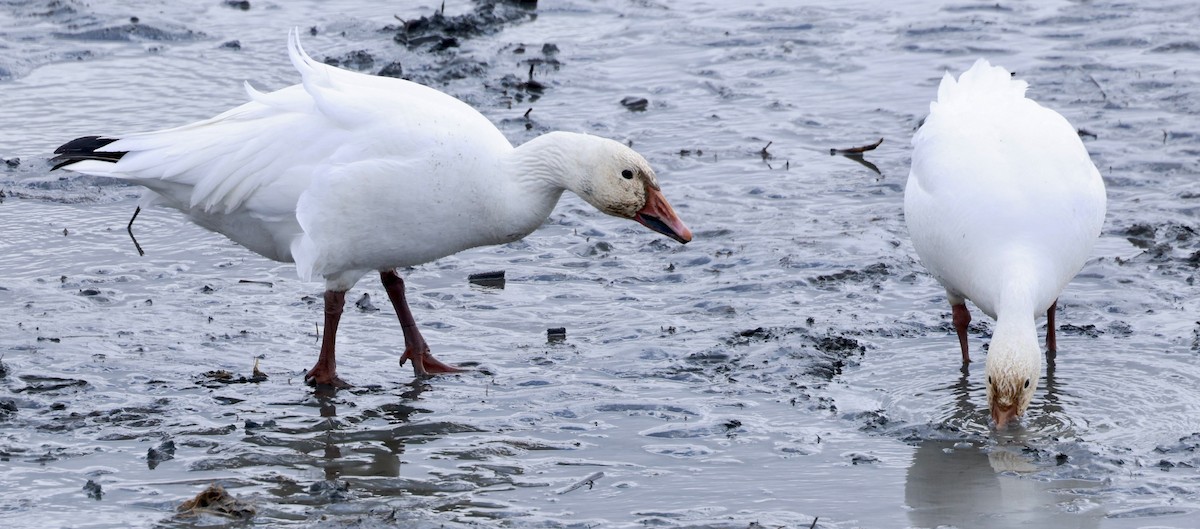 Snow Goose - Jeff Skevington