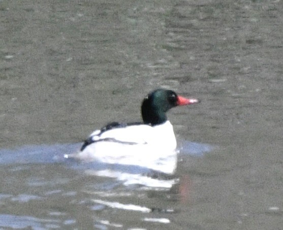 Common Merganser - John/Linda Mendoza