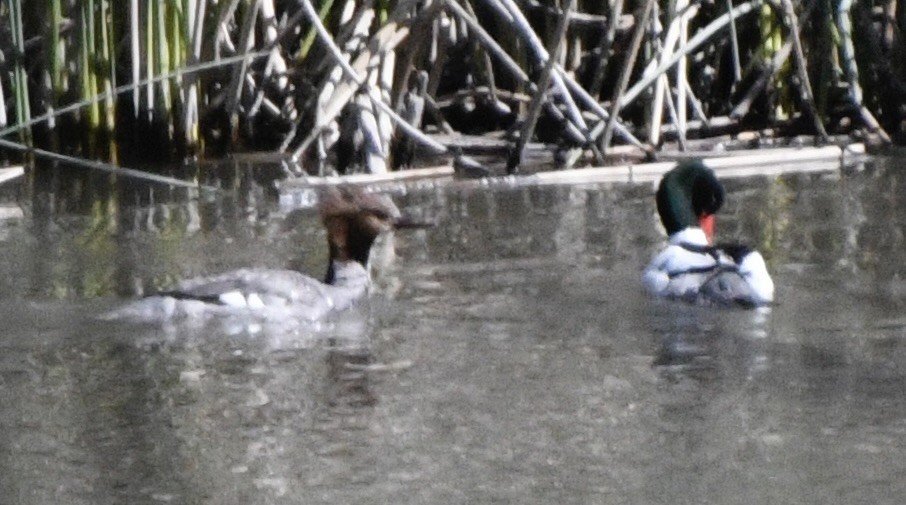 Common Merganser - John/Linda Mendoza