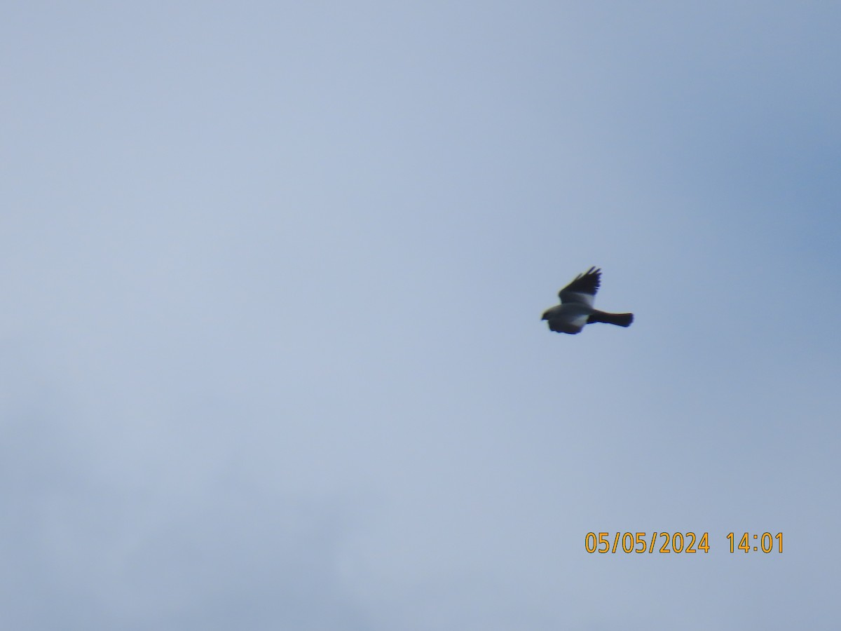 Mississippi Kite - ML618788344