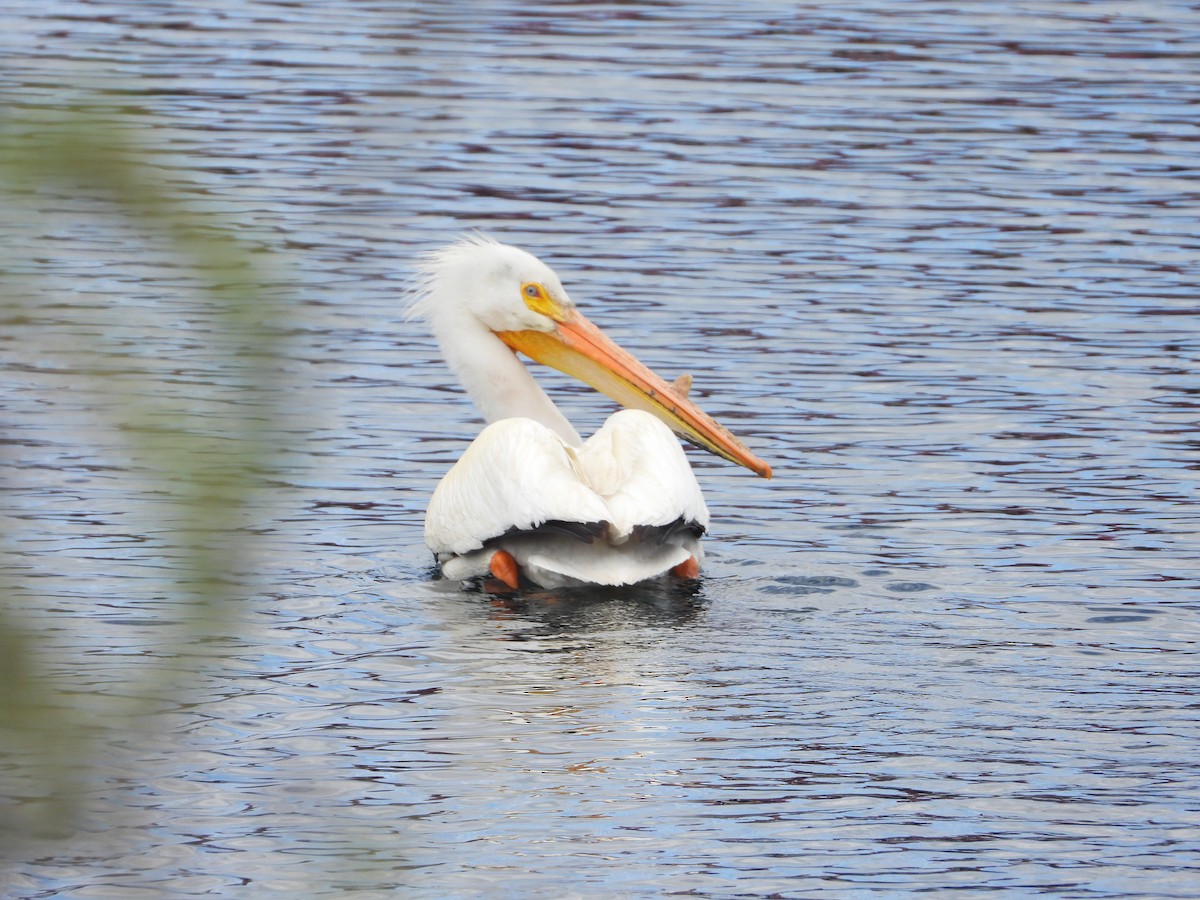 American White Pelican - ML618788346