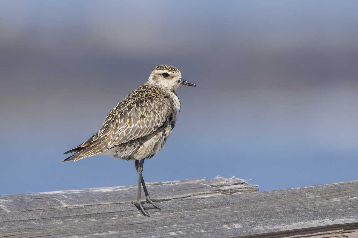 Pacific Golden-Plover - ML618788348