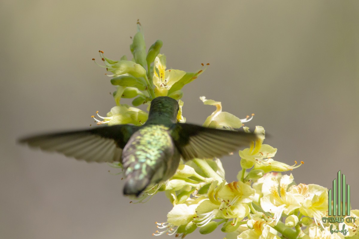 Ruby-throated Hummingbird - ML618788349