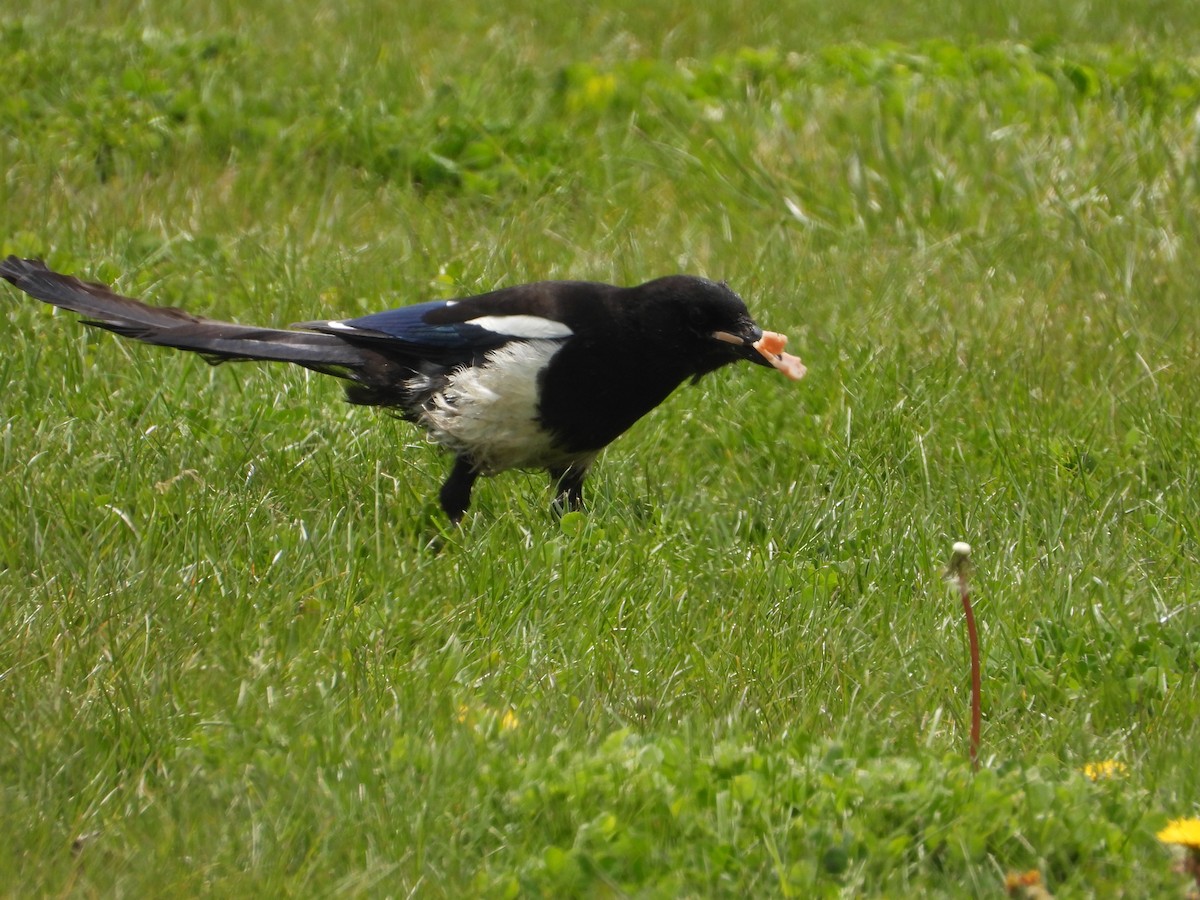 Black-billed Magpie - Tom Wuenschell