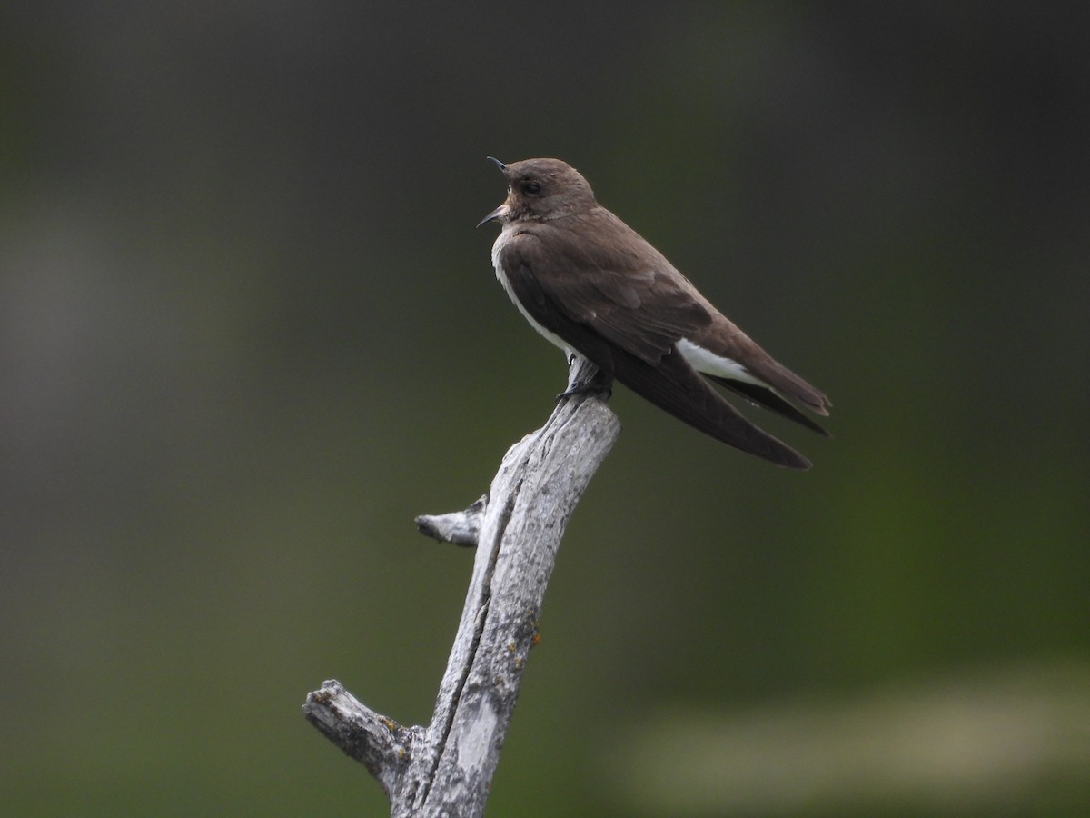 Northern Rough-winged Swallow - ML618788362