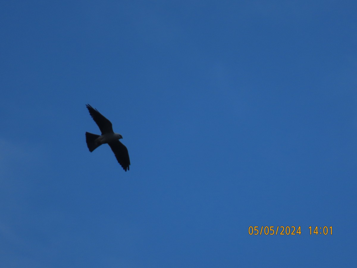 Mississippi Kite - Elizabeth Anderegg