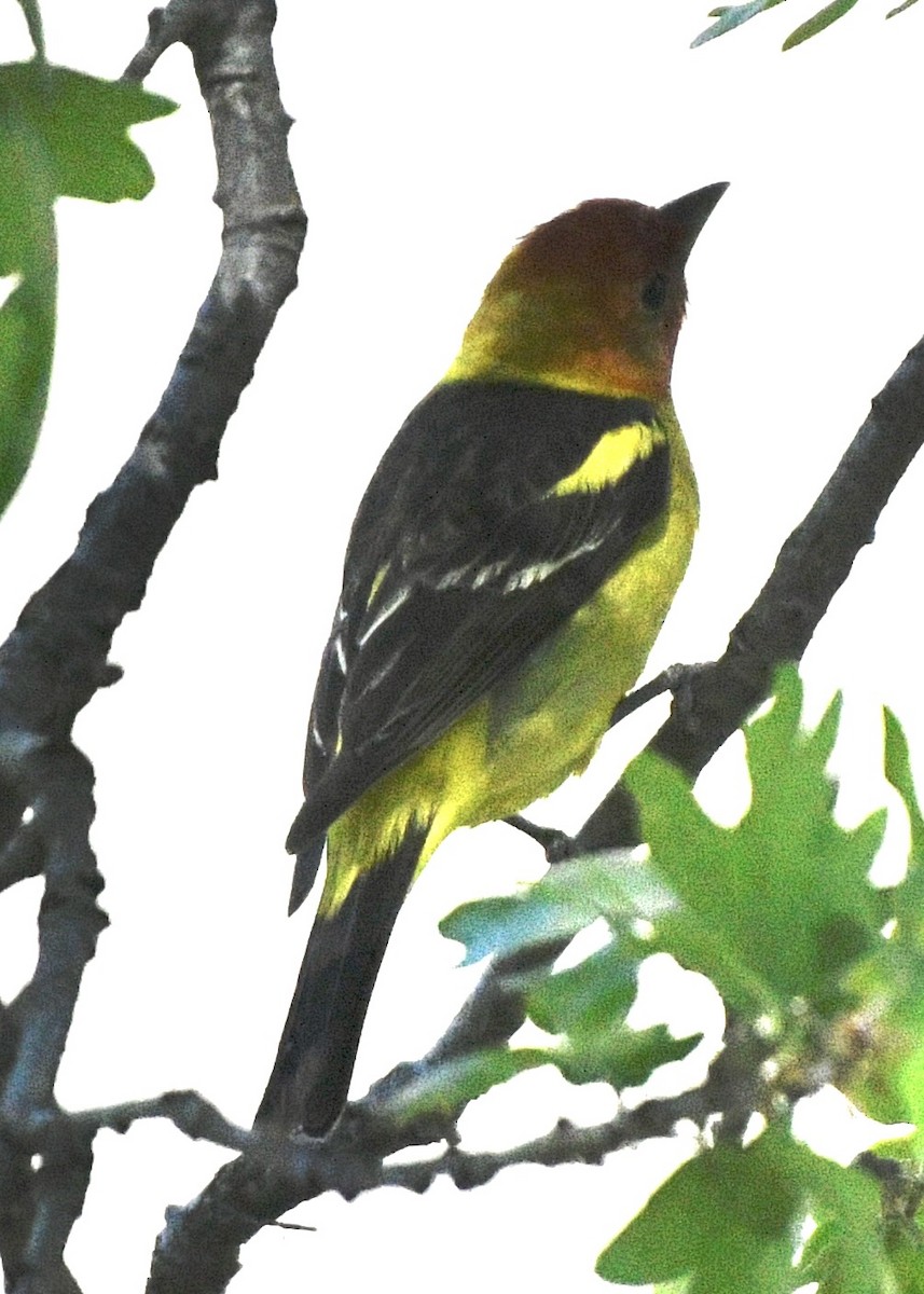 Western Tanager - John/Linda Mendoza