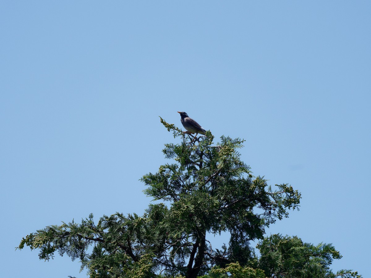 White-cheeked Starling - ML618788371