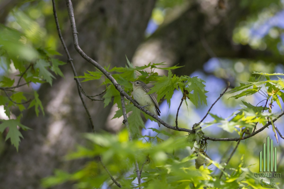 Warbling Vireo - ML618788372