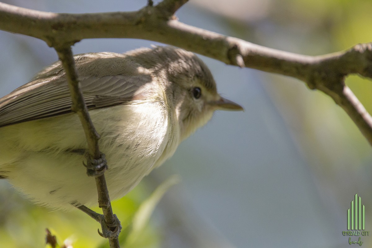 Warbling Vireo - ML618788373