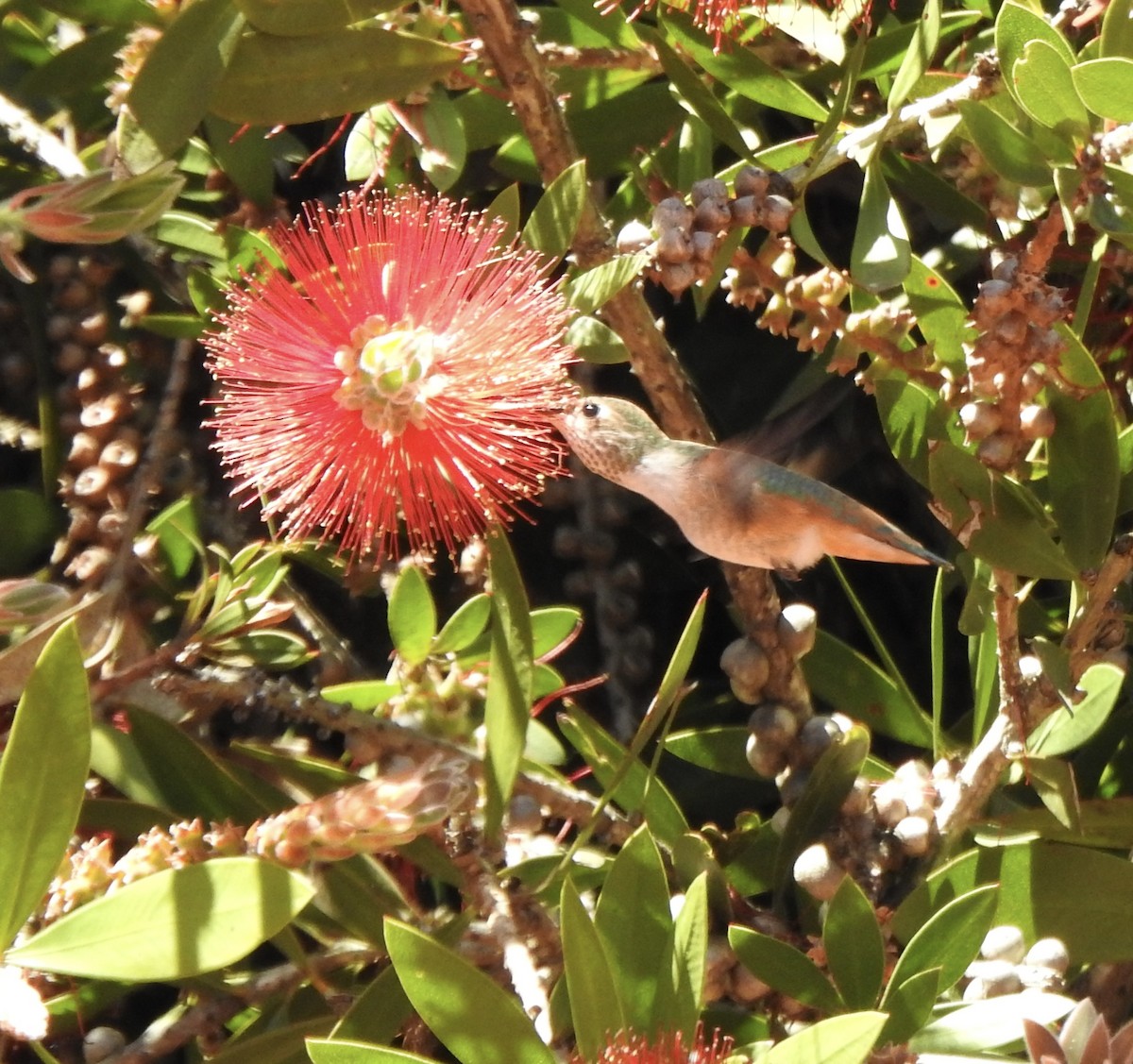 Colibrí de Allen - ML618788376