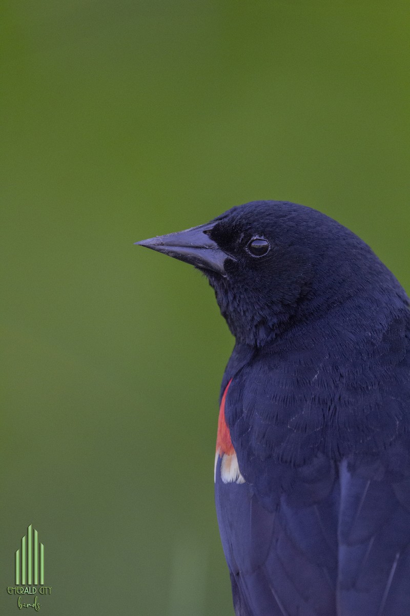 Red-winged Blackbird - ML618788381