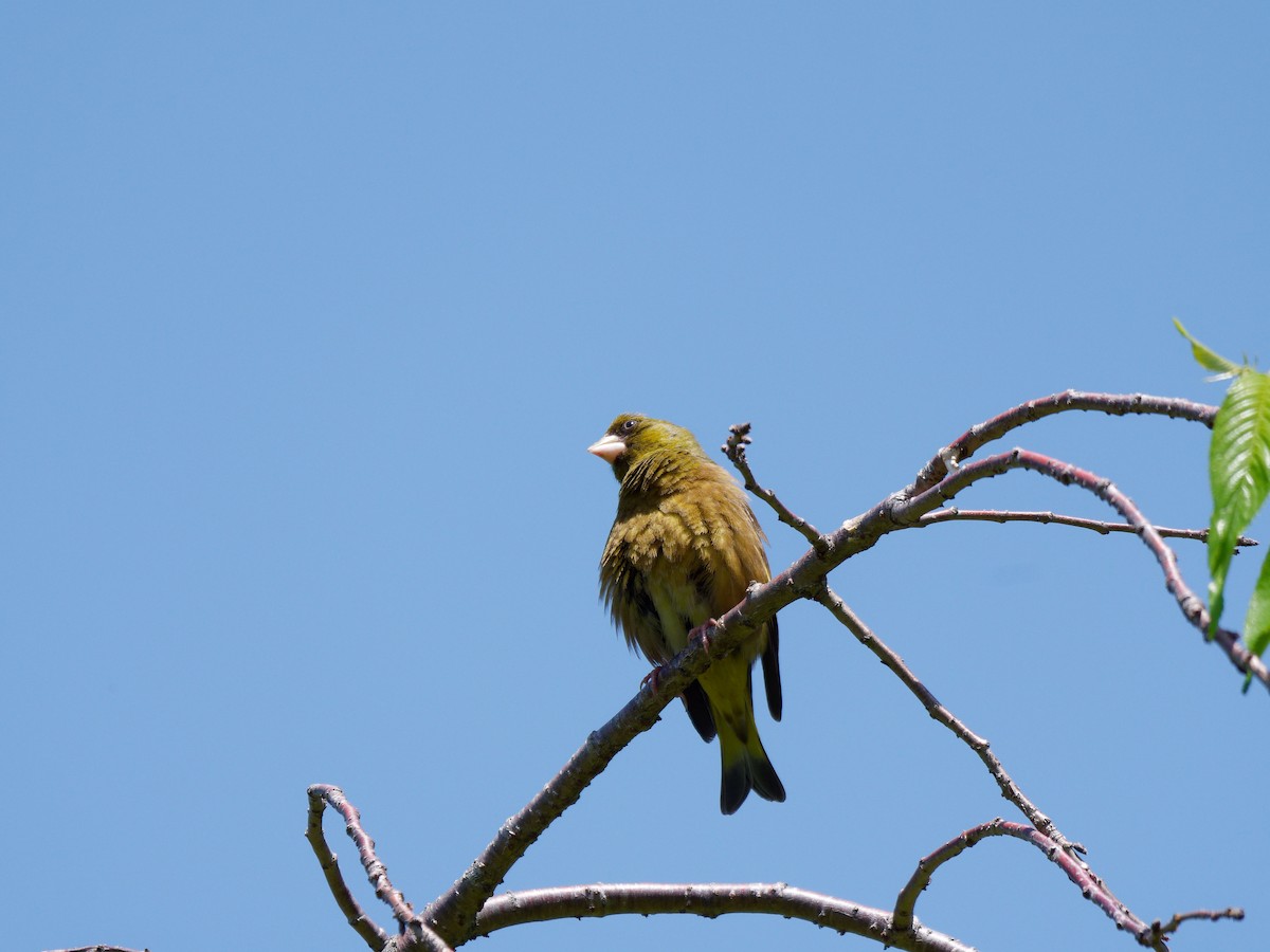 Oriental Greenfinch - ML618788385