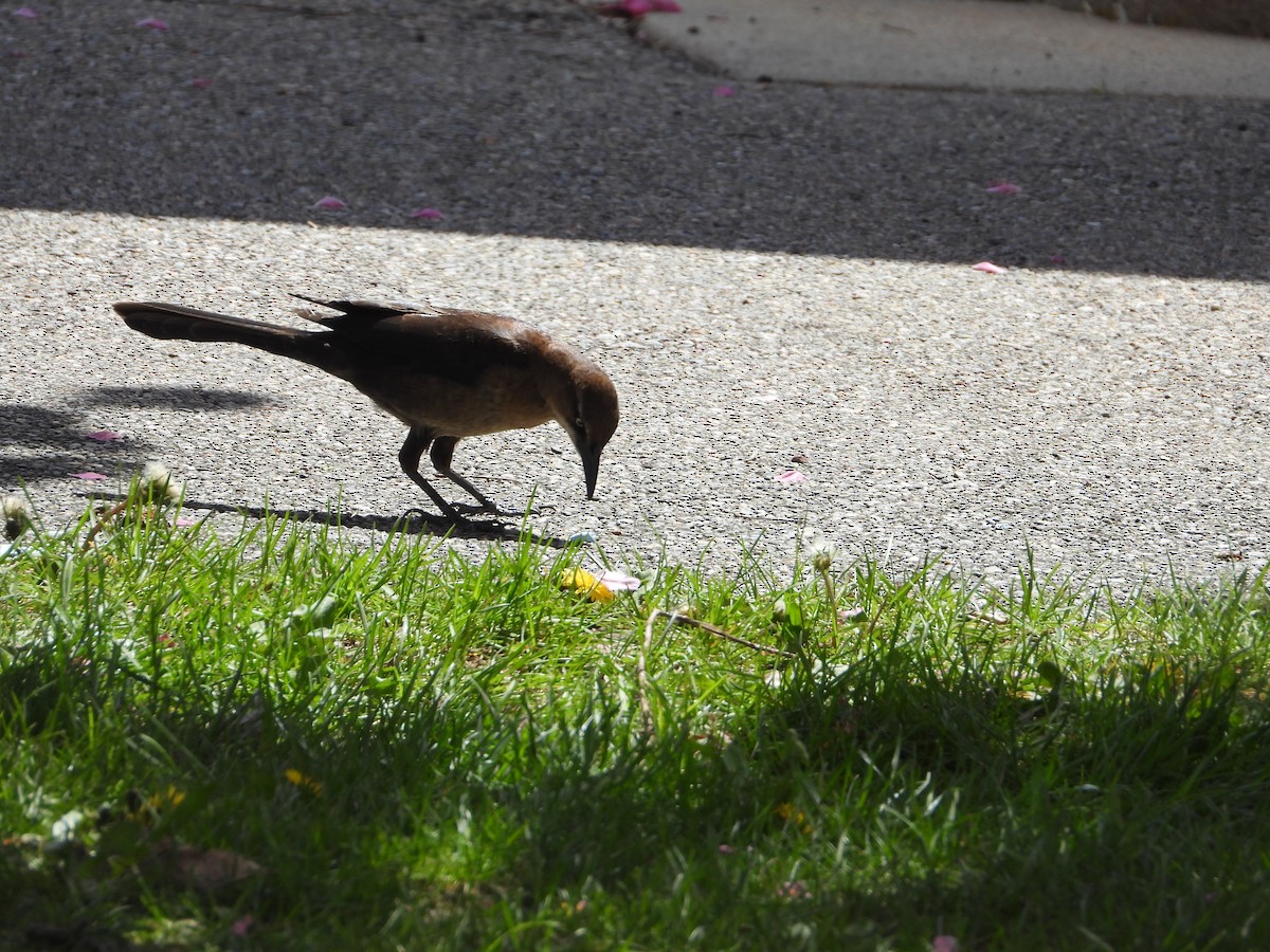 Great-tailed Grackle - ML618788390