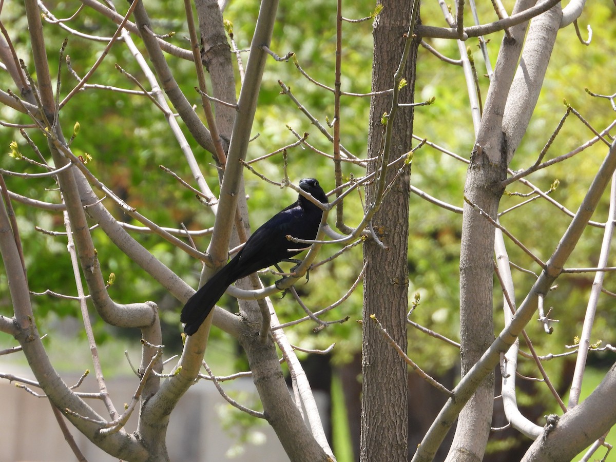 Great-tailed Grackle - ML618788391