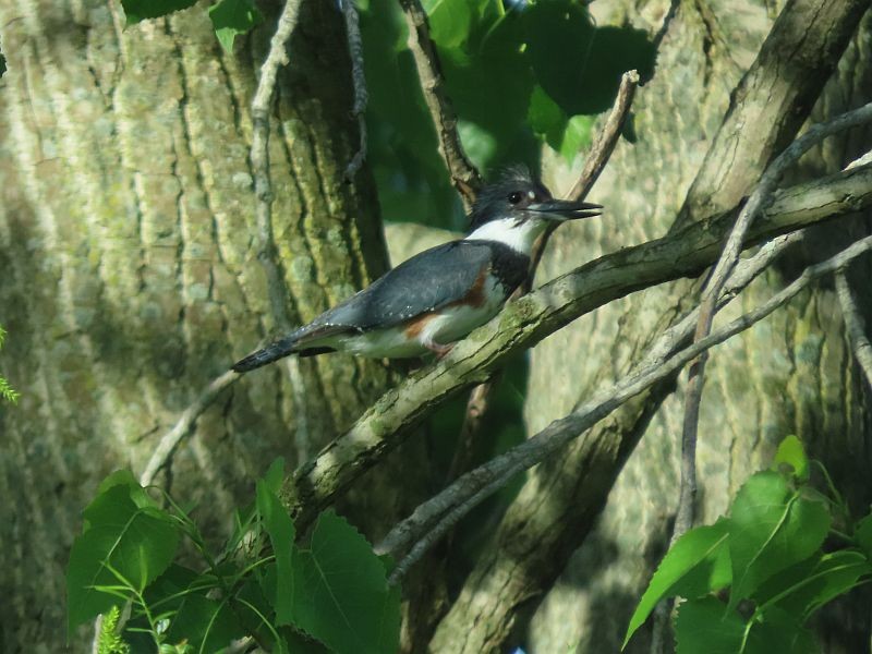 Belted Kingfisher - ML618788392