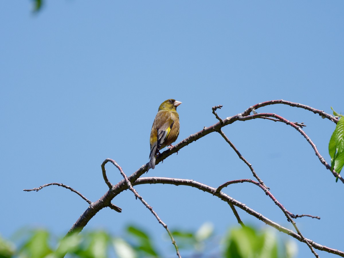 Oriental Greenfinch - ML618788396