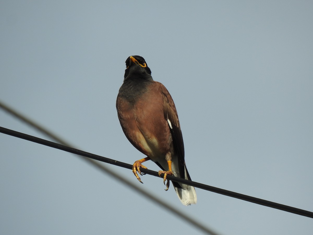 Common Myna - Monica Mesch