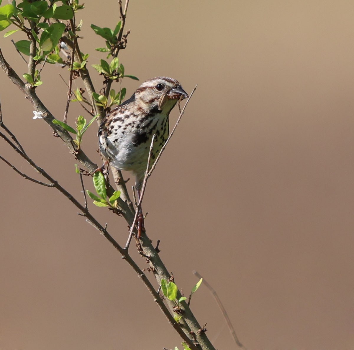 Song Sparrow (melodia/atlantica) - David Gibson